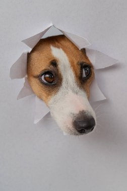 Komik bir Jack Russell Terrier köpeği açık gri bir karton arka planda göze çarpıyor. Dikey fotoğraf