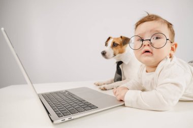 Sevimli erkek bebek ve Jack Russell teriyer köpeği dizüstü bilgisayarda çalışıyor.