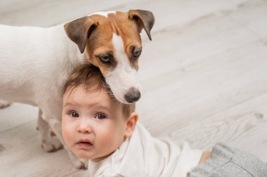 Sevimli erkek bebek ve Jack Russell teriyer köpeği beyaz bir arka planda uzanıyorlar.