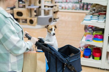 Bir kadın evcil hayvan dükkanında Jack Russell Terrier köpeği ile bebek arabasında alışveriş yapıyor.