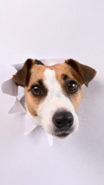 Komik bir Jack Russell Terrier köpeği açık gri bir karton arka planda göze çarpıyor. Dikey video