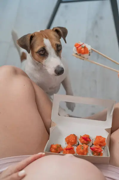 stock image A pregnant woman sits on the sofa and eats rolls. Jack Russell Terrier dog sits on the floor and begs for food from its owner