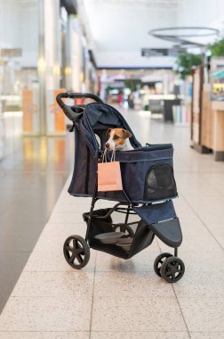 Bebek arabasındaki bir Jack Russell Terrier köpeği alışveriş merkezinden alışveriş yapıyor. Dikey fotoğraf