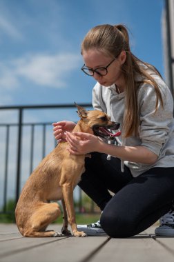 Genç beyaz kadın Rus oyuncak teriyer köpeğiyle yürüyor. Dikey fotoğraf