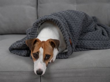 Jack Russell Terrier köpeği hasta. Battaniyeye sarılmış bir şekilde kanepede yatıyor.