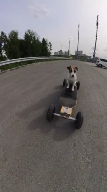 Jack Russell Terrier köpeği elektrikli bir uzun tahta kullanıyor. Dikey video