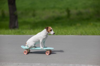 Jack Russell Terrier köpeği parkta bir kuruş tahtasına biner.