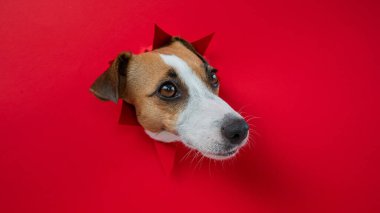 Komik Jack Russell Terrier köpeği kırmızı karton arka planda göze çarpıyor. Boşluğu kopyala