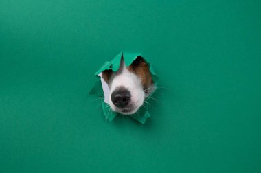 Jack Russell Terrier köpeğinin burnu yeşil karton bir arka planda göze çarpar. Boşluğu kopyala