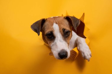 Komik Jack Russell Terrier kağıt turuncu bir arka plandan çıkıp onu yırtıyor.