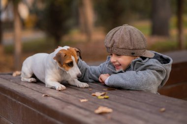 Jack Russell Terrier köpeği bir sonbahar parkında bir çocukla yürüyüş yapmak için bankta oturur.