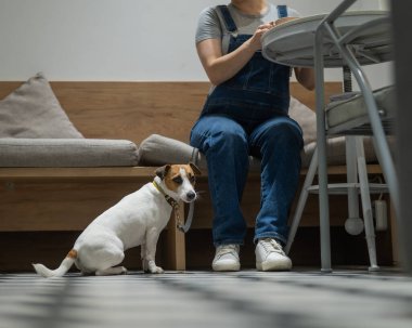 Jack Russell bir kafede yerde oturuyor ve köpek dostu bir kafede sahibini bekliyor.