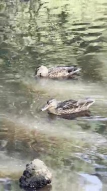 Ördekler gölette yüzüyor. Dikey video