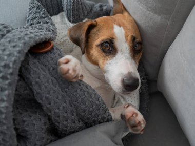 Jack Russell Terrier köpeği battaniyeye sarılmış yatıyor.