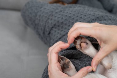 Jack Russell Terrier battaniyeye sarılı yatıyor. Sahibi ellerini köpek patilerinin üzerinde kalp şeklinde tutuyor.