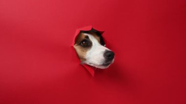 Komik Jack Russell Terrier köpeği kırmızı karton arka planda göze çarpıyor. Boşluğu kopyala