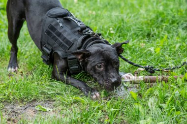 Pitbull terrier cinsi köpek, açık hava piposundan içer.