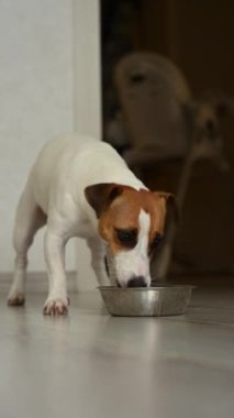 Jack Russell Terrier köpeği mutfağa girer ve bir kaseden kuru yemek yer. Dikey video