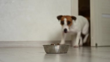 Jack Russell Terrier köpeği mutfağa girer ve bir kaseden kuru yemek yer.