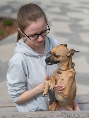 Beyaz kadın Rus oyuncak teriyer köpeğiyle yürüyor.