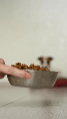 Jack Russell Terrier Köpeği Bowl 'dan Kuru Yemek Yiyor. Dikey video