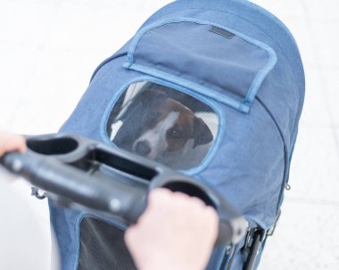 Jack Russell teriyer köpeğinin yakın plan portresi bebek arabasının içinde.