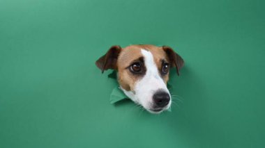 Komik bir Jack Russell Terrier köpeği yeşil bir karton arka planda saklanıyor.