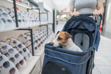 Beyaz kadın güneş gözlüğü dükkanında Jack Russell teriyer köpeğiyle bebek arabasında alışveriş yapıyor.