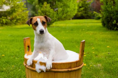 Köpek dışarıda ahşap bir küvette yıkanır. Jack Russell Terrier arka bahçede köpük banyosu yapıyor..