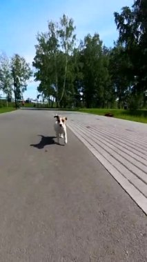 Jack Russell Terrier köpeği parkta bir peni tahtası sürüyor. Dikey video