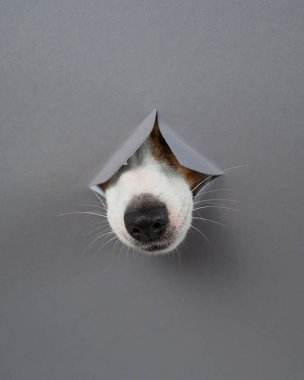 Jack Russell Terrier köpeğinin burnu gri bir karton arka planda göze çarpar. Uzayı kopyala Dikey fotoğraf