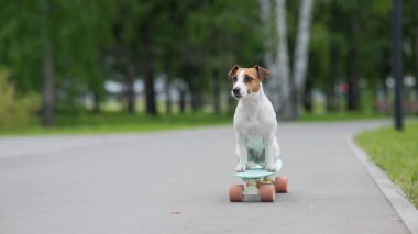 Jack Russell Terrier köpeği parkta bir kuruş tahtasına biner.