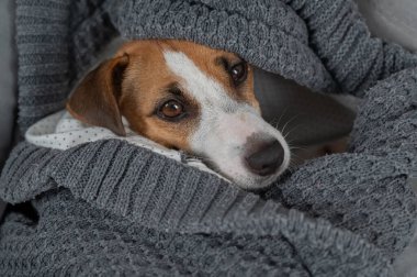 Jack Russell Terrier köpeği battaniyeye sarılmış yatıyor.