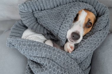 Jack Russell Terrier köpeği battaniyeye sarılmış yatıyor.