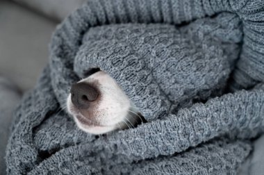 Jack Russell Terrier battaniyeye sarılı yatıyor. Battaniyenin altından çıkan bir köpek burnu