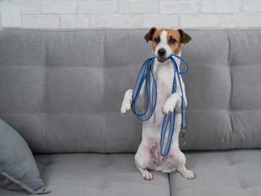 Jack Russell Terrier kanepede otururken tasmasını tutuyor. Köpek yürüyüşe çıkmak istiyor.