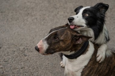 Siyah-beyaz sınır köpeği yürüyüş yaparken bir sığır gübresi teriyerine sarılıyor.