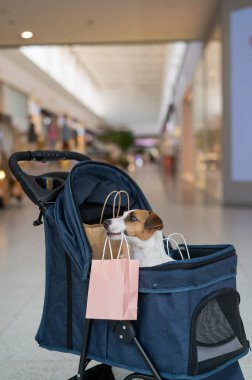 Bebek arabasındaki bir Jack Russell Terrier köpeği alışveriş merkezinden alışveriş yapıyor. Dikey fotoğraf
