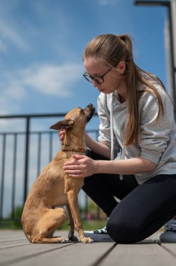 Genç beyaz kadın Rus oyuncak teriyer köpeğiyle yürüyor. Dikey fotoğraf