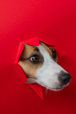 Komik Jack Russell Terrier köpeği kırmızı karton arka planda göze çarpıyor. Uzayı kopyala Dikey fotoğraf