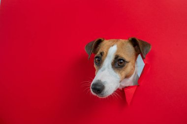 Komik Jack Russell Terrier köpeği kırmızı karton arka planda göze çarpıyor. Boşluğu kopyala