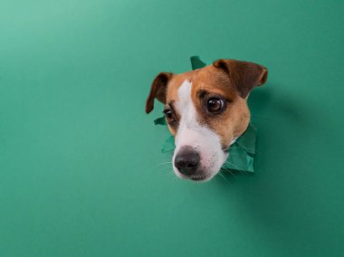 Komik Jack Russell Terrier köpeği yeşil karton arka planda göze çarpıyor. Boşluğu kopyala