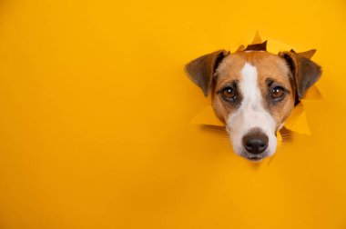 Komik köpek Jack Russell Terrier kağıt turuncu arka planda bir delikten sarkıyor.
