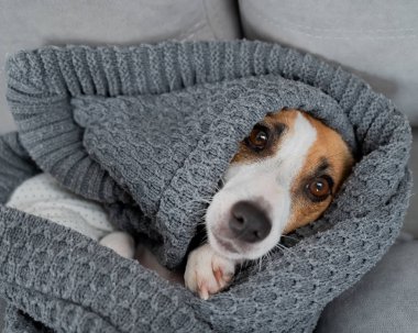 Jack Russell Terrier köpeği battaniyeye sarılmış yatıyor.