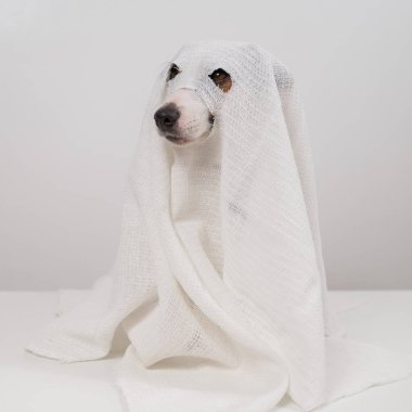 Beyaz arka planda hayalet kostümlü köpek Jack Russell Terrier.