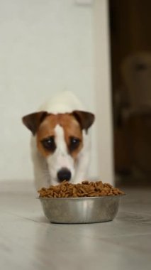 Jack Russell Terrier köpeği mutfağa girer ve bir kaseden kuru yemek yer. Dikey video