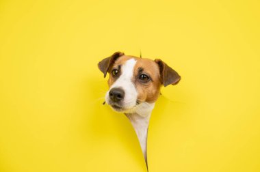 Sevimli Jack Russell Terrier köpeği sarı karton arka planı yırtıyor.