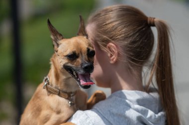 Genç beyaz kadın Rus oyuncak teriyer köpeğiyle yürüyor.