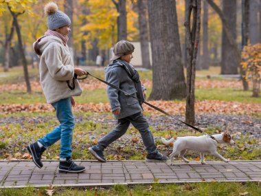 Erkek ve kız kardeş sonbaharda köpeği parkta gezdirir. Oğlan ve kız tasmalı Jack Russell Terrier ile koşuyorlar.