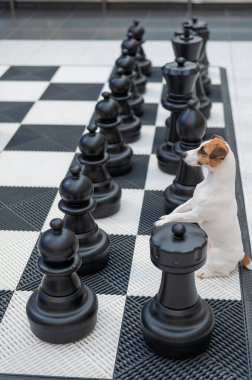 Satranç tahtasındaki Jack Russell Terrier köpeği. Dikey fotoğraf